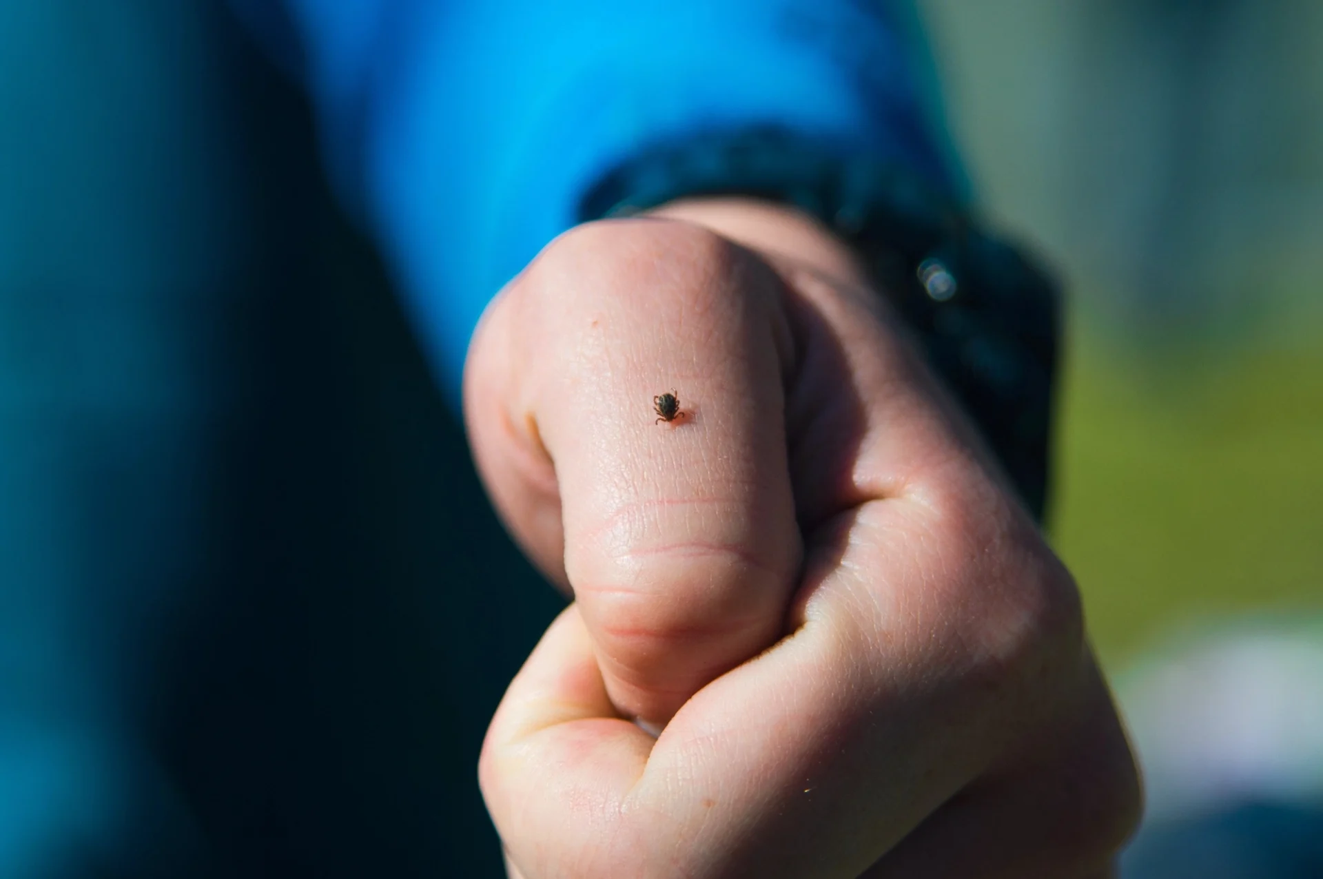 close up of a tick on a hand